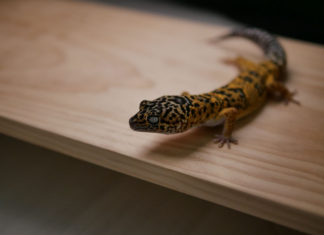 “레오파드 게코”
