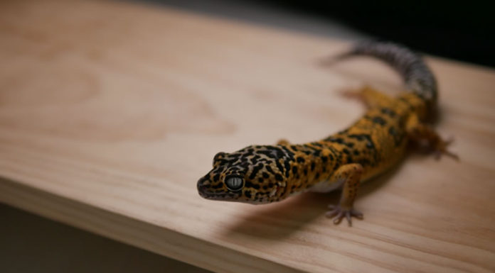 “레오파드 게코”