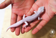 레오파드 게코는 산란 중