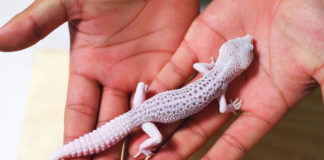 레오파드 게코는 산란 중