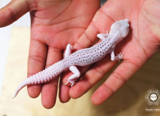 레오파드 게코는 산란 중