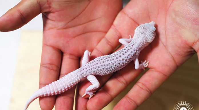 레오파드 게코는 산란 중