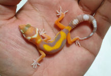 ‘레오파드 게코’ 분양가는 날