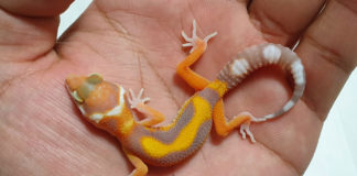 ‘레오파드 게코’ 분양가는 날