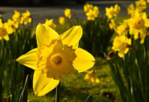 뿌리 없는 꽃나무 그리지 않아요