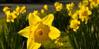 뿌리 없는 꽃나무 그리지 않아요