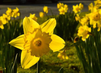 뿌리 없는 꽃나무 그리지 않아요