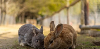 두 마리 토끼 잡기