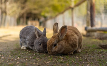 두 마리 토끼 잡기