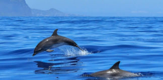 Akaroa & Kaikoura 이야기