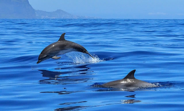 Akaroa & Kaikoura 이야기