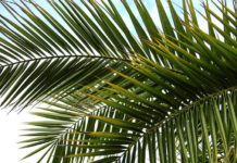 “주의 이름으로 오시는 이여”