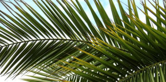 “주의 이름으로 오시는 이여”