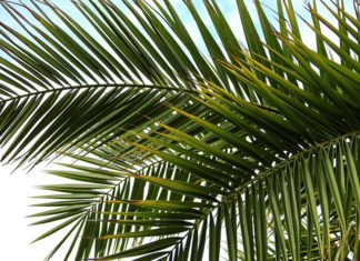 “주의 이름으로 오시는 이여”