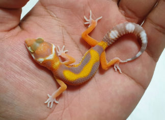 시즌 전성기, 렙타일 쇼