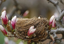 뻐꾸기는 둥지를 짓지 않는다