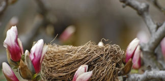 뻐꾸기는 둥지를 짓지 않는다