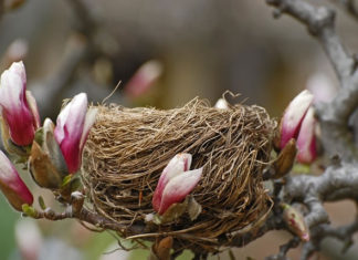 뻐꾸기는 둥지를 짓지 않는다