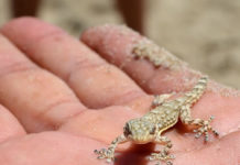 렙타일 쇼 준비