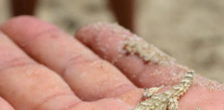 렙타일 쇼 준비