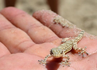 렙타일 쇼 준비