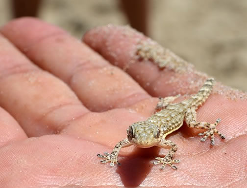 렙타일 쇼 준비