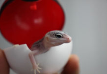 한국의 가을과 개체 소식