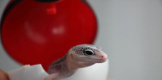 한국의 가을과 개체 소식