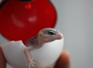 한국의 가을과 개체 소식