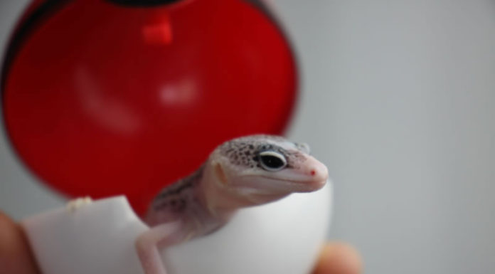 한국의 가을과 개체 소식