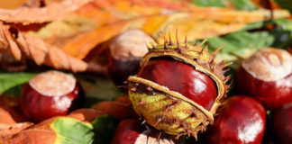 “그는 아주 떫은 사람이었다”