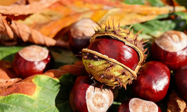 “그는 아주 떫은 사람이었다”