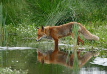 “거울아 거울아”