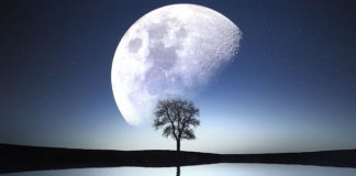 토끼 계수나무 삿대질할 강도없는 달나라