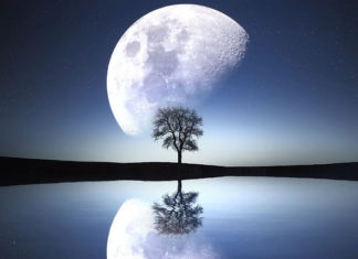 토끼 계수나무 삿대질할 강도없는 달나라