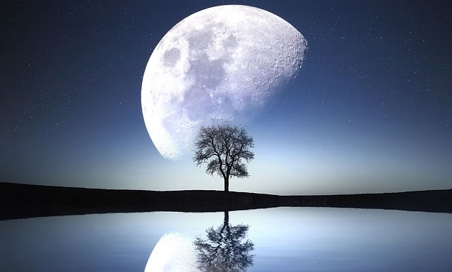 토끼 계수나무 삿대질할 강도없는 달나라