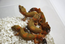 뉴질랜드로 돌아가기 위한 준비