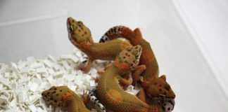 커지는 파충류 시장