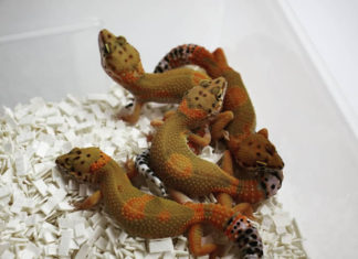 커지는 파충류 시장