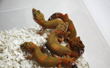 커지는 파충류 시장