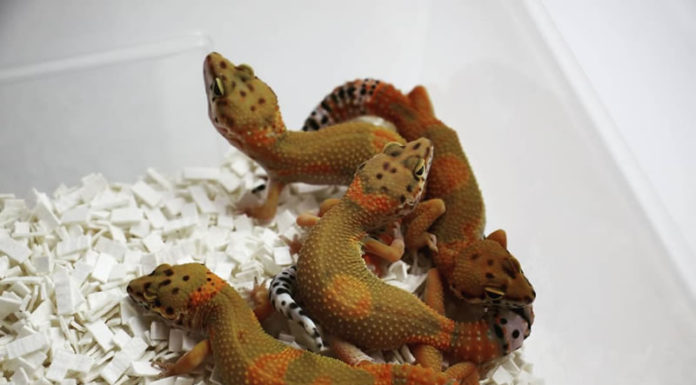 커지는 파충류 시장