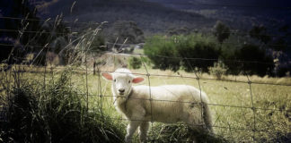 늑대를 살릴 것인가, 양을 살릴 것인가?