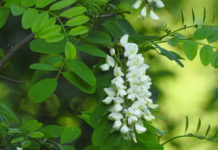 아카시아 브랜드 인생