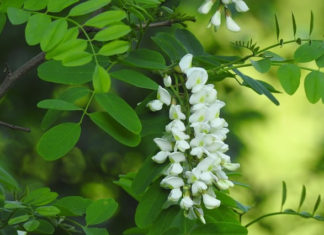 아카시아 브랜드 인생