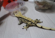 뉴질랜드에서 새롭게 시작해