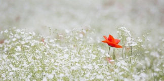 잠깐 보이다가 없어지는 안개처럼