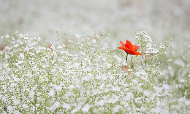 잠깐 보이다가 없어지는 안개처럼
