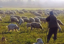 제사장인가? 선지자인가?