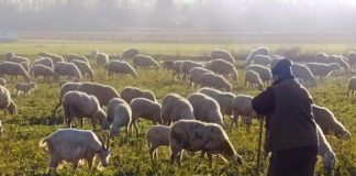 제사장인가? 선지자인가?