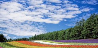 “황무지가 장미꽃같이”